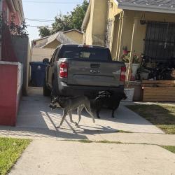 Found/Stray Male Dog last seen Avalon & Stanford, Los Angeles, CA 90001