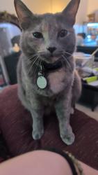Reunited Female Cat last seen Near Dustin Ln, Roxboro, NC 27574, USA, Roxboro, NC 27574