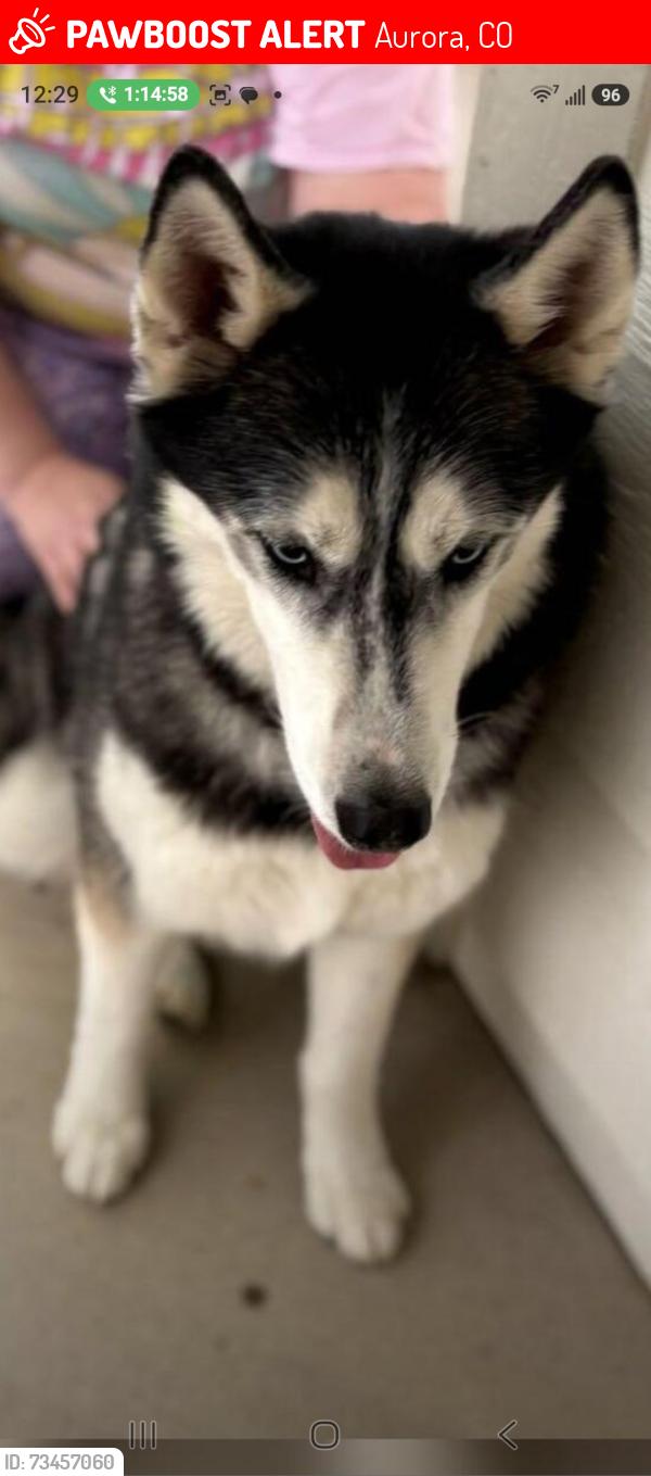 Lost Male Dog last seen Layton and S Wenatchee Cir, Aurora, CO 80015