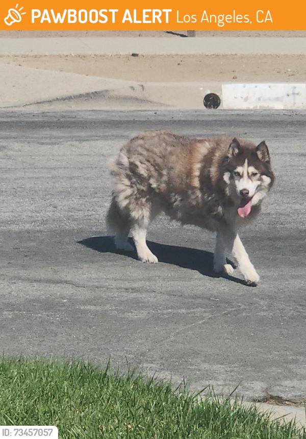 Found/Stray Unknown Dog last seen Manhattan place south Los, Los Angeles, CA 90062