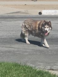 Found/Stray Unknown Dog last seen Manhattan place south Los, Los Angeles, CA 90062