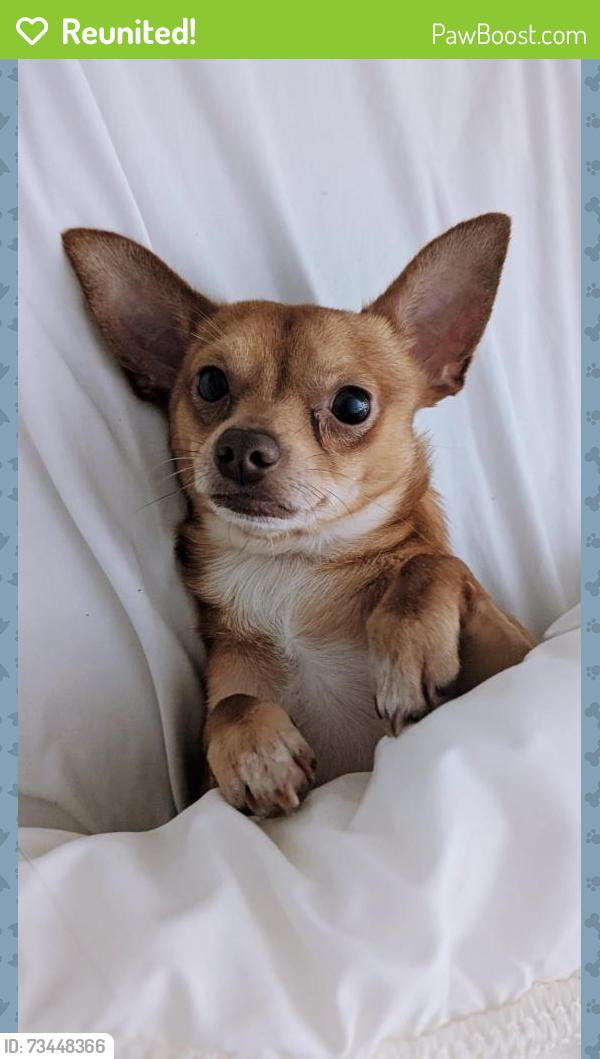 Reunited Male Dog last seen Prairie hollow, Imperial, MO 63052