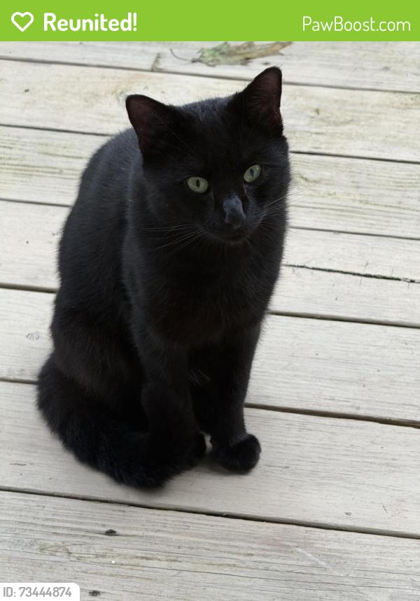 Reunited Male Cat last seen Thompson rd, Fairfax, VA 22033