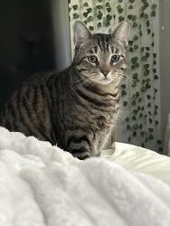 Lost Male Cat last seen 17th Court and US1 in Fort Lauderdale next to the Honey Baked Ham, Fort Lauderdale, FL 33305