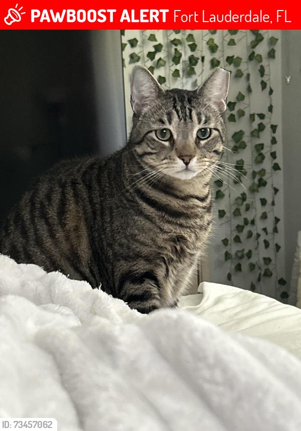 Lost Male Cat last seen 17th Court and US1 in Fort Lauderdale next to the Honey Baked Ham, Fort Lauderdale, FL 33305