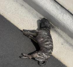 Found/Stray Female Dog last seen Lizzia Brown, Poinciana, FL 34758