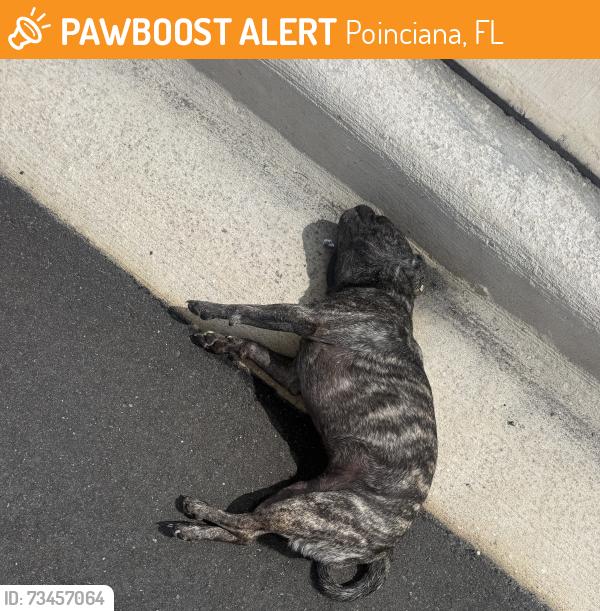 Found/Stray Female Dog last seen Lizzia Brown, Poinciana, FL 34758