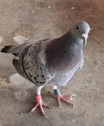 Found/Stray Unknown Bird last seen Newhall Ave, Santa Clarita, CA 91321