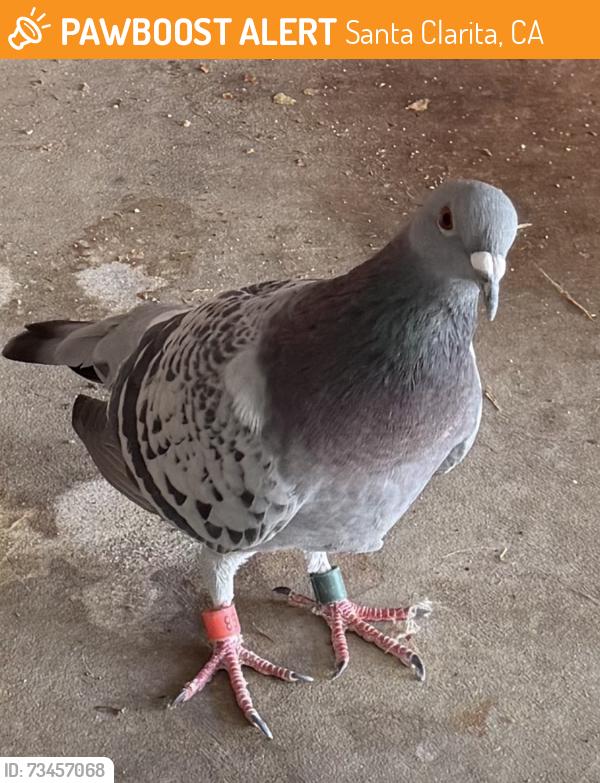 Found/Stray Unknown Bird last seen Newhall Ave, Santa Clarita, CA 91321