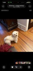Lost Female Dog last seen 4th and Gordon 6th and Gordon, Allentown, PA 18102