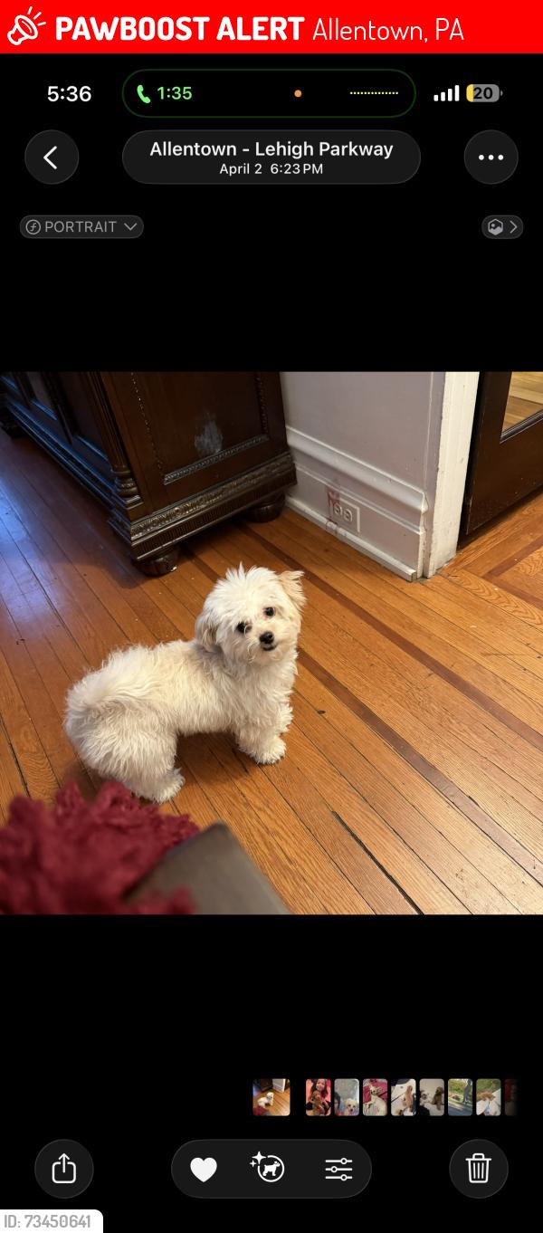 Lost Female Dog last seen 4th and Gordon 6th and Gordon, Allentown, PA 18102