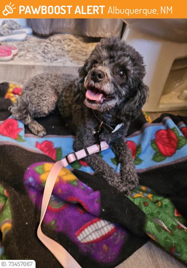 Found/Stray Female Dog last seen Near four hills gold course, Albuquerque, NM 87123
