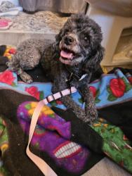Found/Stray Female Dog last seen Near four hills gold course, Albuquerque, NM 87123