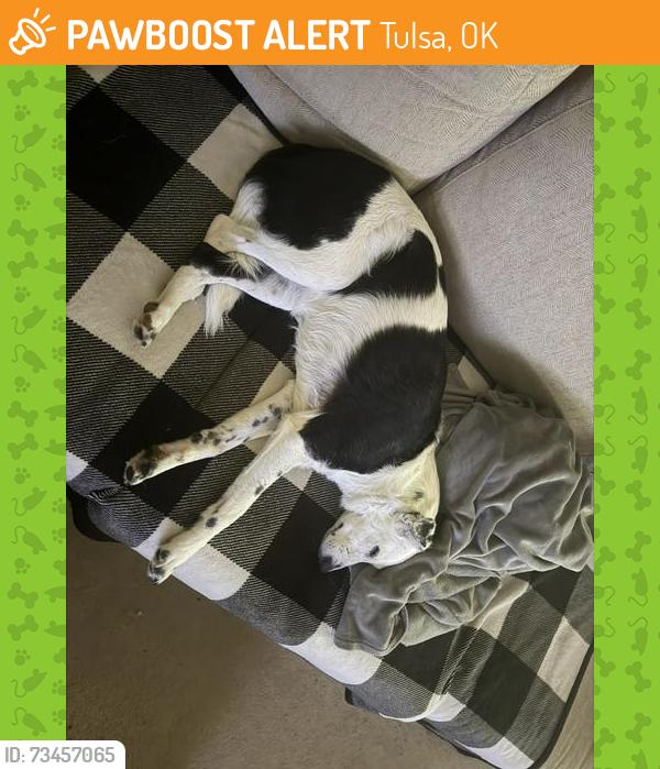 Found/Stray Female Dog last seen 71st and Memorial, Tulsa, OK 74133