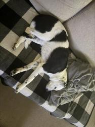 Found/Stray Female Dog last seen 71st and Memorial, Tulsa, OK 74133