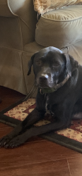 Reunited Female Dog last seen Blockdale Rd, Crenshaw Rd, FM2453,, Royse City, TX 75189