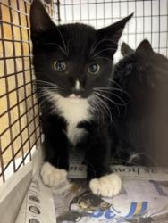 Shelter Stray Female Cat last seen , 11361 W Pico Blvd, Los Angeles, CA 90064, USA