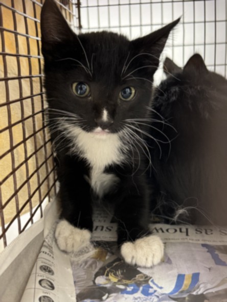 Shelter Stray Female Cat last seen , 11361 W Pico Blvd, Los Angeles, CA 90064, USA