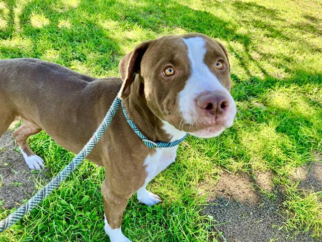 Shelter Stray Female Dog last seen CARAMEL, 8920 Lomas Blvd NE, Albuquerque, NM 87112, USA