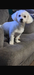 Lost Male Dog last seen Marilyn dr, North Charleston, SC 29418
