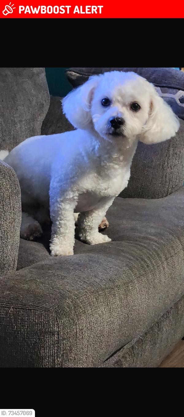 Lost Male Dog last seen Marilyn dr, North Charleston, SC 29418
