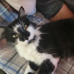 Lost Female Cat last seen Ramble Creek Drive and Yorktown Drive, Pflugerville, TX 78664