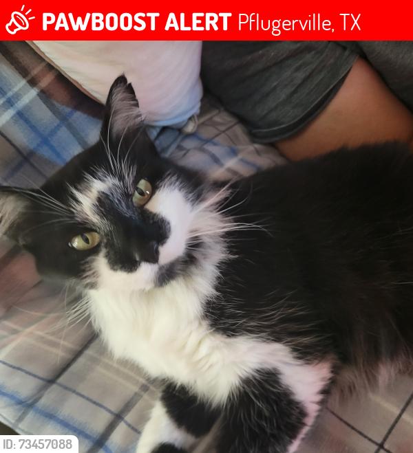 Lost Female Cat last seen Ramble Creek Drive and Yorktown Drive, Pflugerville, TX 78664
