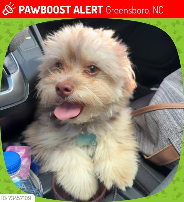 Lost Male Dog last seen Paterson street, Greensboro, NC 27403