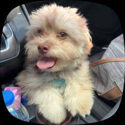 Lost Male Dog last seen Paterson street, Greensboro, NC 27403