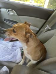 Found/Stray Male Dog last seen Kennedy Road, Sylvan Trail, Archdale, NC 27263