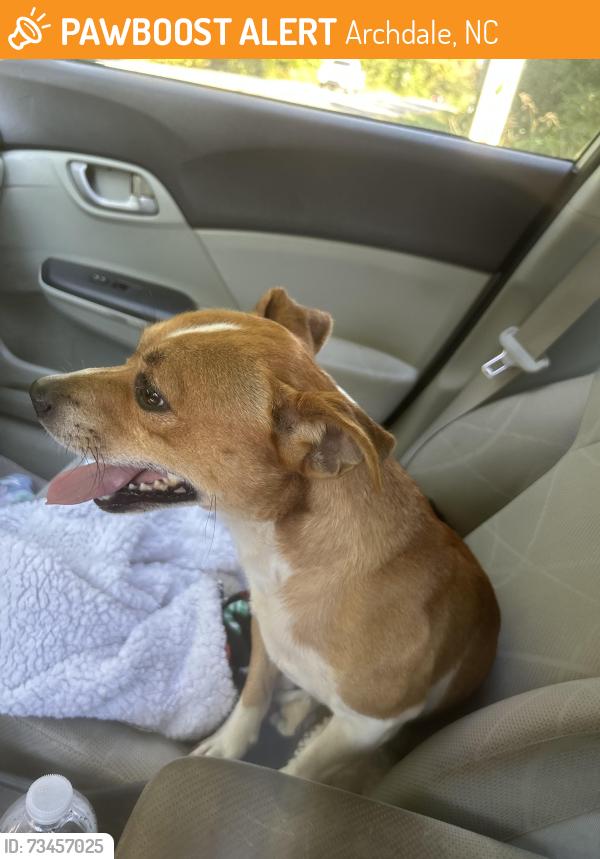 Found/Stray Male Dog last seen Kennedy Road, Sylvan Trail, Archdale, NC 27263