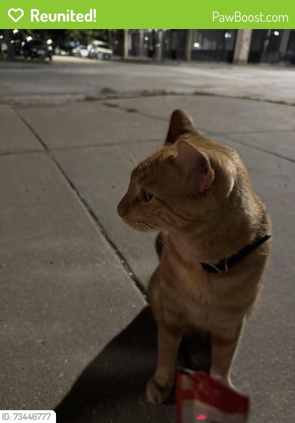 Reunited Male Cat last seen Leland and Racine, Chicago, IL 60640