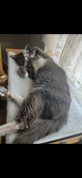 Found/Stray Male Cat last seen Cassville NY, Cassville, NY 13318