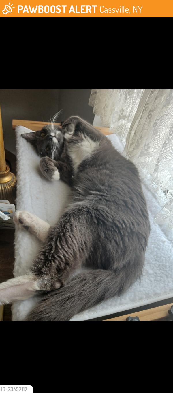 Found/Stray Male Cat last seen Cassville NY, Cassville, NY 13318