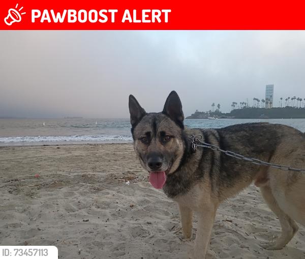 Lost Male Dog last seen Del amo and Hamilton, Los Angeles County, CA 90502