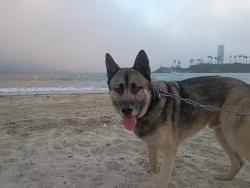 Lost Male Dog last seen Del amo and Hamilton, Los Angeles County, CA 90502