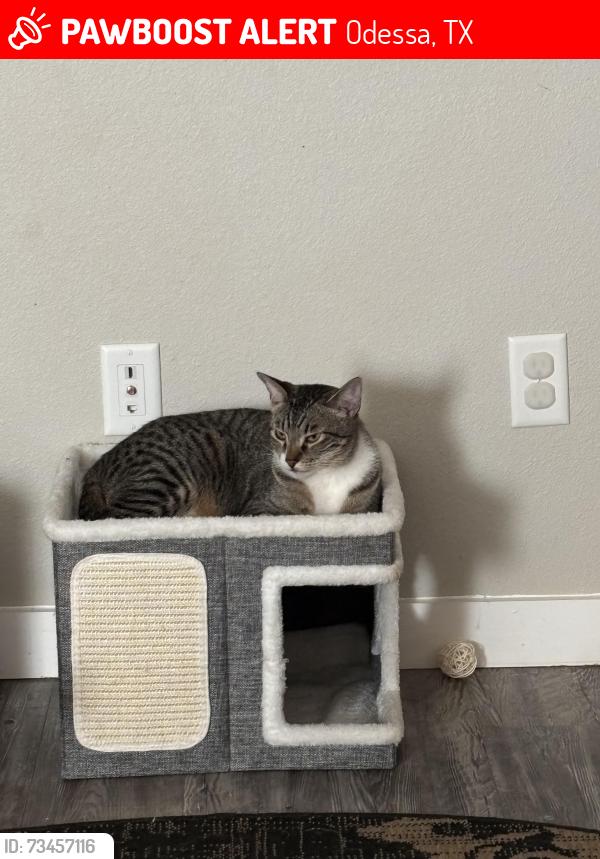 Lost Male Cat last seen Bourbon St and Riverboat, Odessa, TX 79765