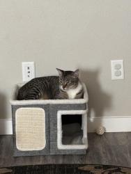 Lost Male Cat last seen Bourbon St and Riverboat, Odessa, TX 79765