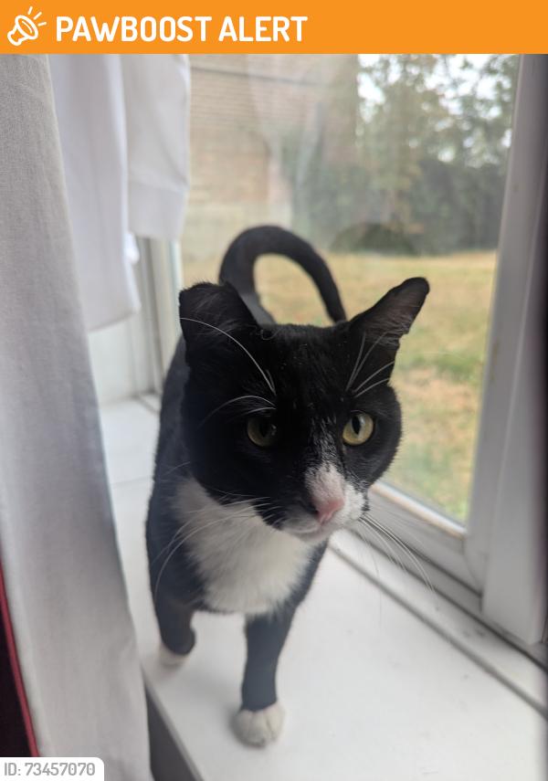 Found/Stray Unknown Cat last seen Near Spa Woods, Greater London, England SE19