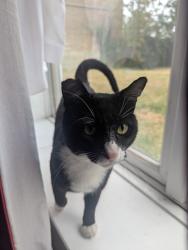 Found/Stray Unknown Cat last seen Near Spa Woods, Greater London, England SE19