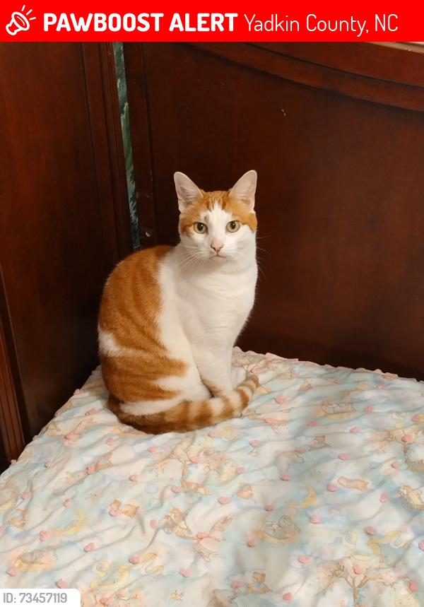 Lost Male Cat last seen Shady grove, Yadkin County, NC 27018