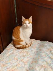 Lost Male Cat last seen Shady grove, Yadkin County, NC 27018