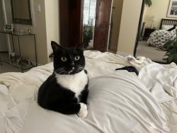 Reunited Male Cat last seen Hortense at Vineland, Los Angeles, CA 91602