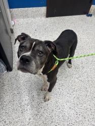 Shelter Stray Male Dog last seen Near Bolton Road, Atlanta, GA, 1251 Fulton Industrial Blvd NW, Atlanta, GA 30336, USA