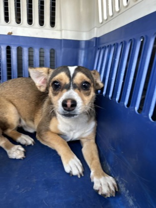 Shelter Stray Male Dog last seen W Dudley Ave & N Lafayette Ave, Fresno Zone Fresno CO 2 93728, CA, 1510 W Dan Ronquillo Dr, Fresno, CA 93706, USA
