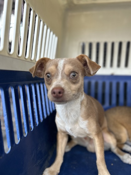 Shelter Stray Male Dog last seen W Dudley Ave & N Lafayette Ave, Fresno Zone Fresno CO 2 93728, CA, 1510 W Dan Ronquillo Dr, Fresno, CA 93706, USA