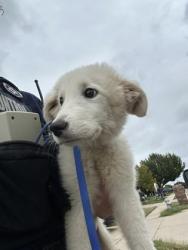 Shelter Stray Female Dog last seen Near Confidence Dr, North District, TX, 355 Hillshire Dr, Haslet, TX 76052, USA