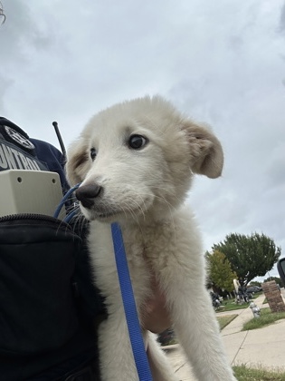 Shelter Stray Female Dog last seen Near Confidence Dr, North District, TX, 355 Hillshire Dr, Haslet, TX 76052, USA