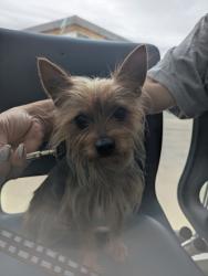 Shelter Stray Male Dog last seen Dorado Ranch, North District, TX, 355 Hillshire Dr, Haslet, TX 76052, USA