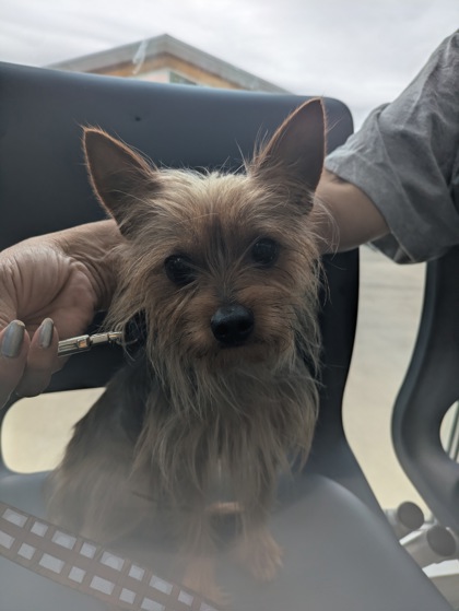 Shelter Stray Male Dog last seen Dorado Ranch, North District, TX, 355 Hillshire Dr, Haslet, TX 76052, USA